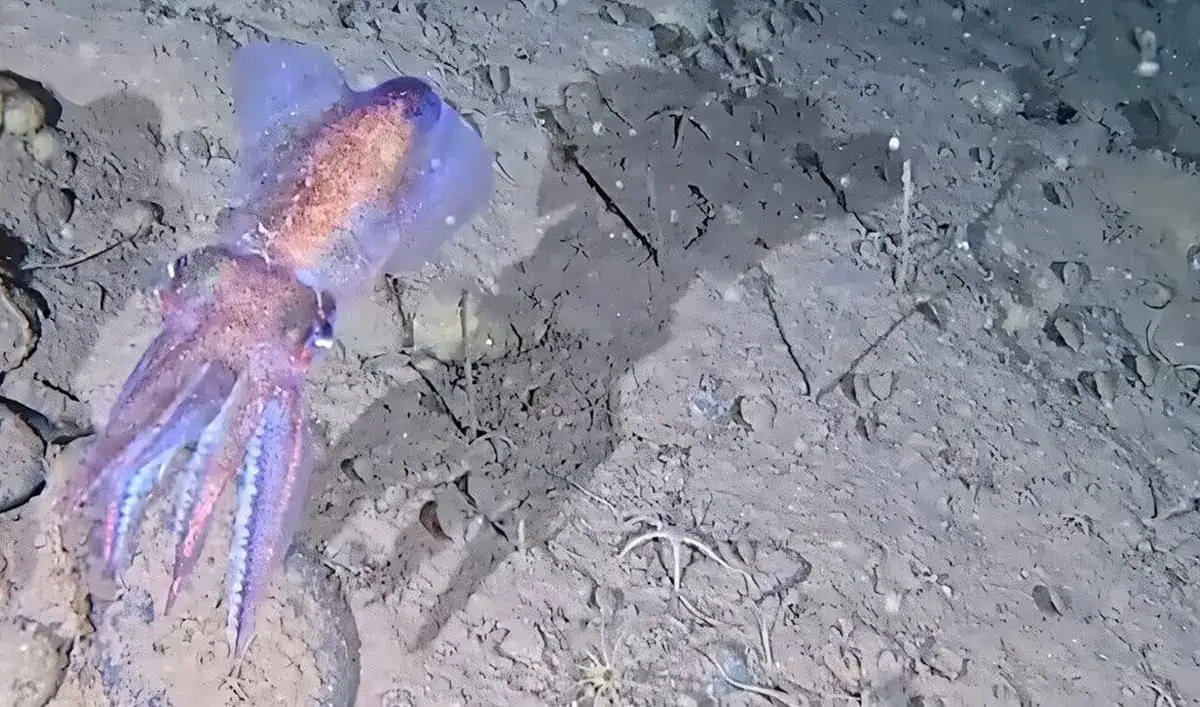 Arctic squid: registro inédito abaixo de fiorde da Groenlândia