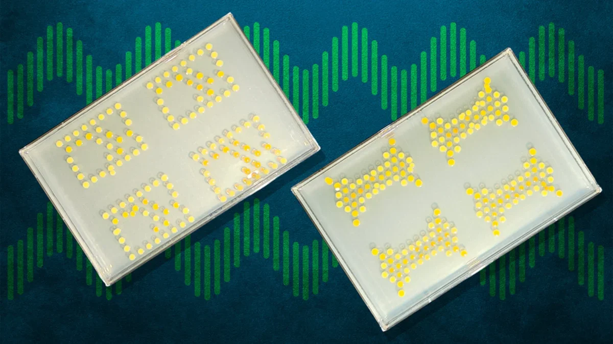 Bactérias viram 'transistores' e abrem caminho para chip vivo