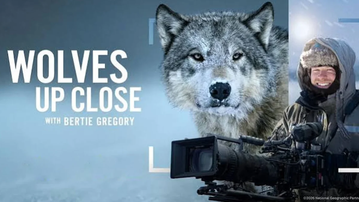 Bertie Gregory: lobos enfrentam alces 10 vezes maiores em novo especial