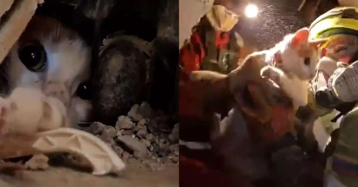 Gatinha sobrevive 23 dias soterrada e é finalmente resgatada