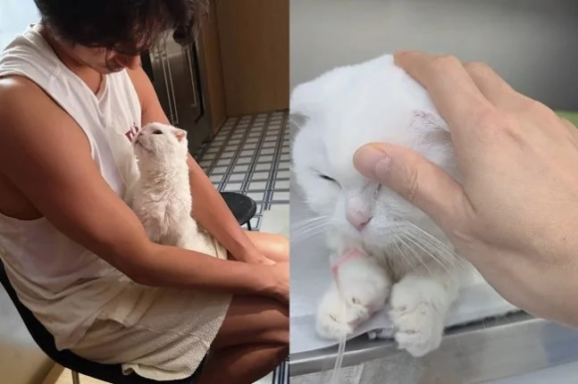 Gong Yoo: despedida do gato Kongkong com mensagem emocionada