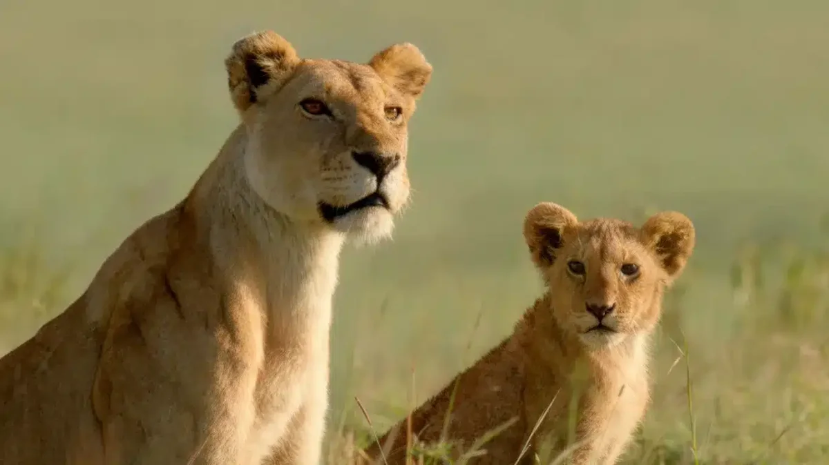 Leão: A Alcateia Marsh de Masai Mara — quase 1.400 dias na savana