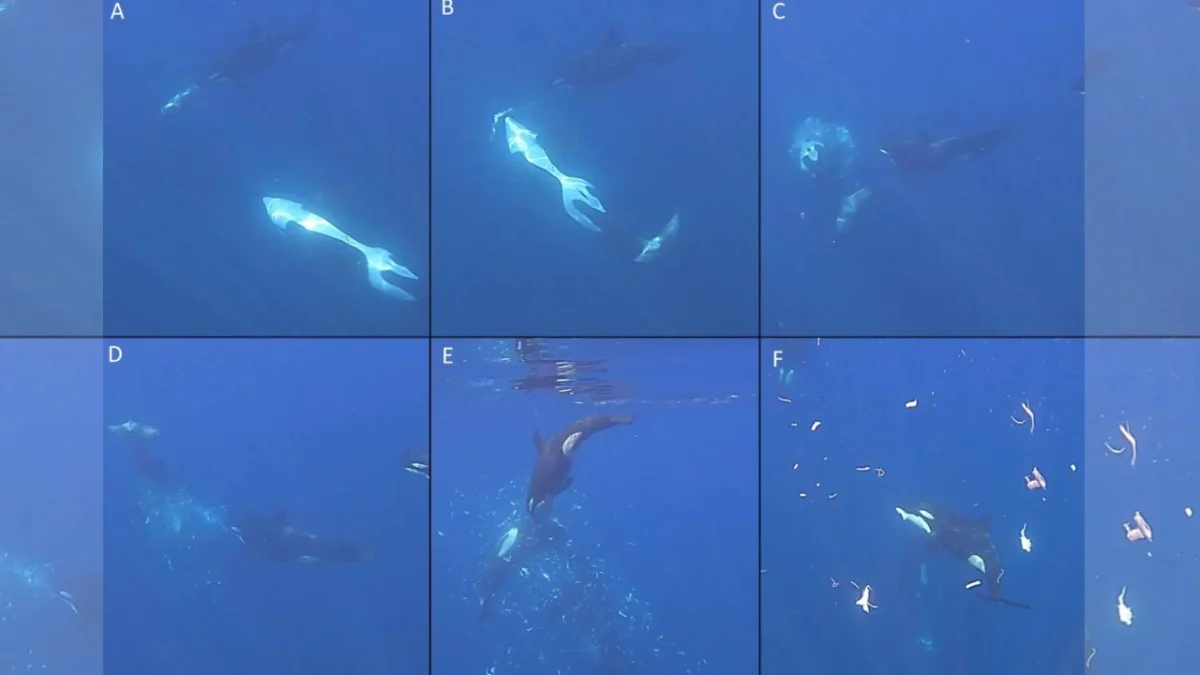 Orcas surpreendem ao destroçar peixes de quase 2 t em caçada cooperativa