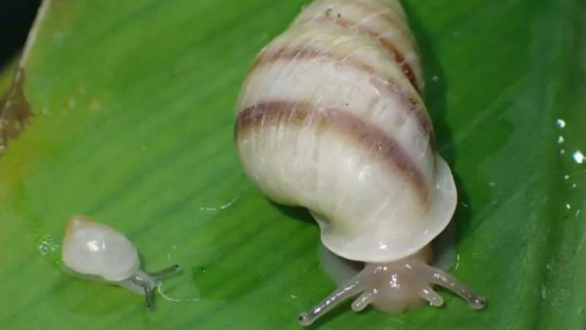 Partula tohiveana volta a viver na natureza após 40 anos