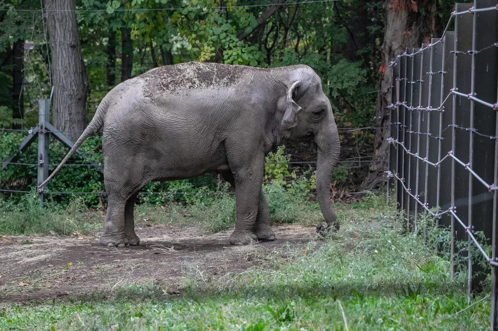 Penny Lane anuncia documentário sobre "Happy", elefante do Bronx Zoo