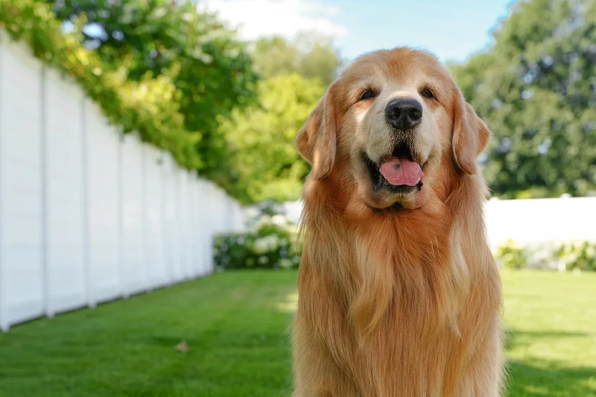 Tucker: golden retriever morre após complicação de linfoma