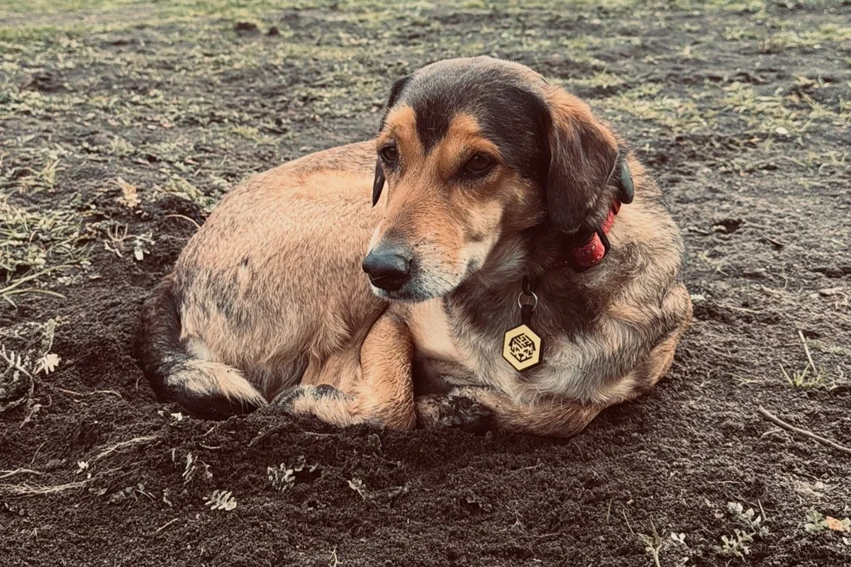 Tutor anuncia morte do cão Poze e busca justiça por El Bolsón
