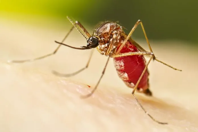 Aumento Alarmante de Casos de Malária no Acre em 2023